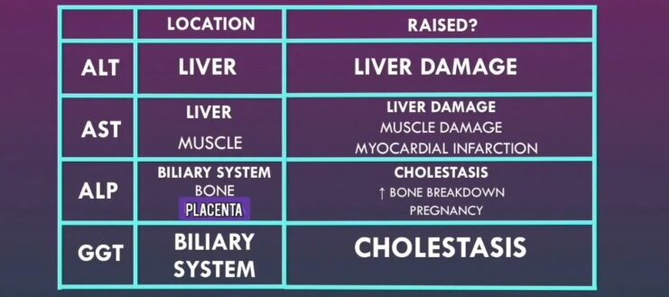 ALT, AST, ALP & GGT (Liver Function Tests)