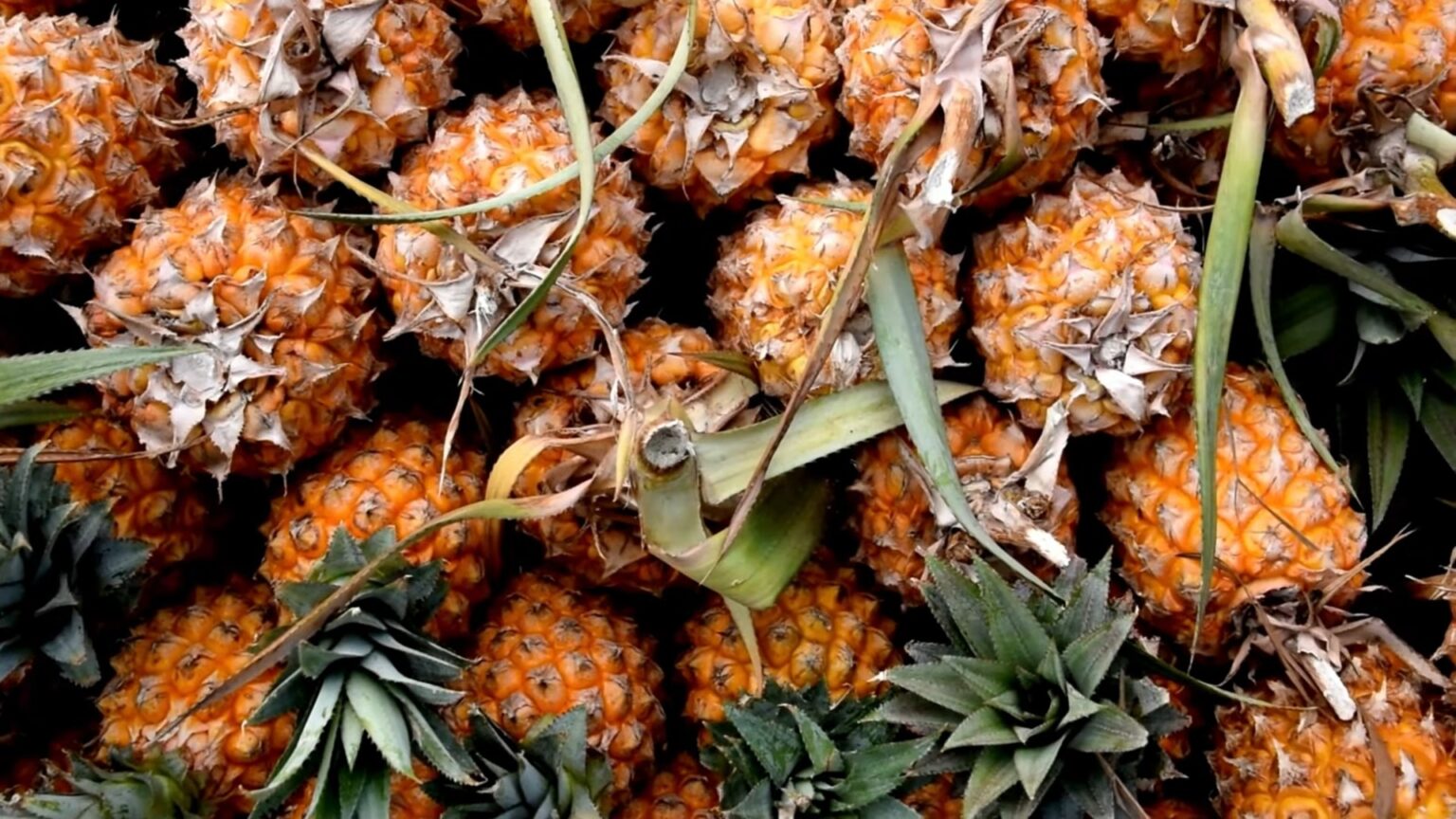 The Meaning Behind the UpsideDown Pineapple? Symbol of Hospitality or