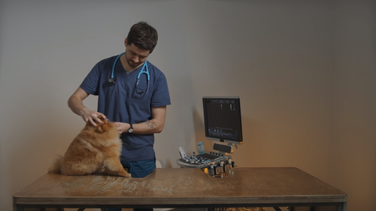 veterinarian